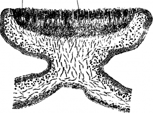 Section of apothecia of Physcia