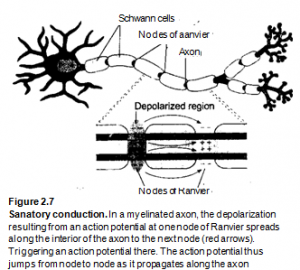 saltatory conduction