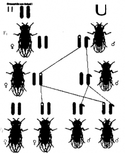 Sex Linkage in fruit fly