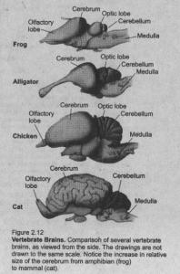 MidBrain