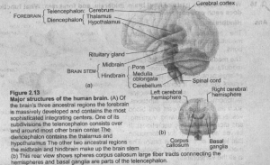 Structure of Brain