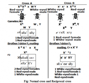 Normal cross and Reciprocal cross
