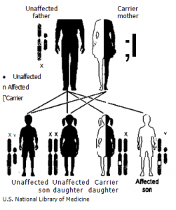 Sex link inheritance