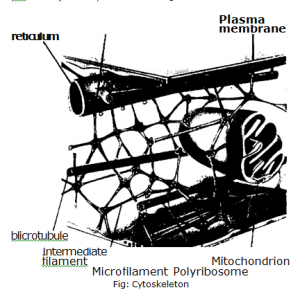 Physio - Chemical Nature of Cytopsasm
