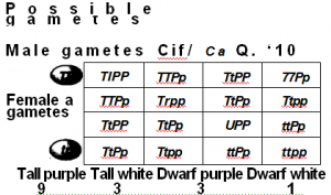 Law of Independent Assortment