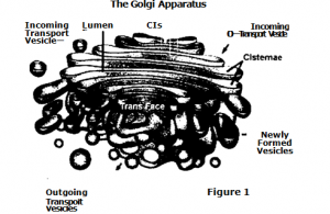Dictyosome