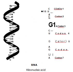 Ribonucleic Acid