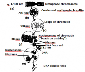 Morphology of Chromosomes