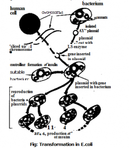 Transformation in E-Coli