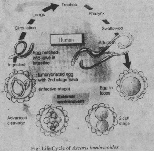 life cycle of lumbricoides