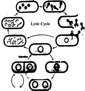 Reproduction in Viruses