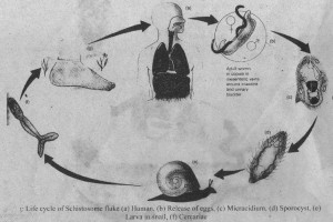 Schistosomes blood flukes life cycle