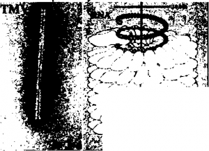 Tobacco Mosaic Virus (TMV)