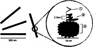 I. nucleic acid (RNA), 2. capsomer (protomer), 3. capsid Structure