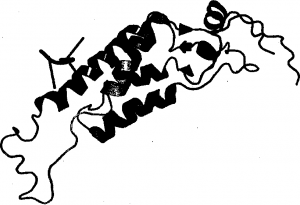 A monomeric unit of the tobacco mosaic virus coat protein