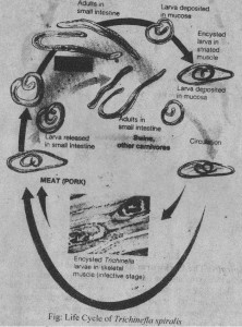 Life cycle of Trichinella spiralls