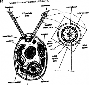 cell structure of Chlamydomonas