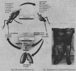 Life cycle of Wuchereria