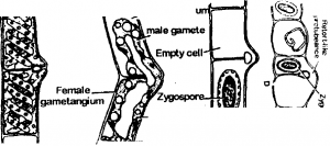 Direct Lateral Conjugation