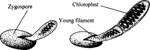 Germination of Zygospore