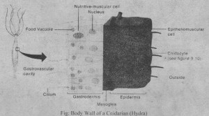 Body wall of cnidariam (Hydra)