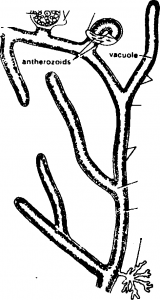 Thallus of Vaucheria