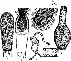 A -Zoo sporangium, B-Liberation of zoospore, C-Zoospore.