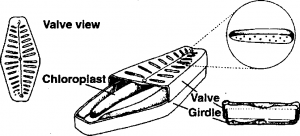 Division Bacillariophyta (DIATOMS)
