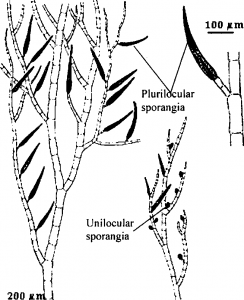 Vegetative structure of Edon:I-pus