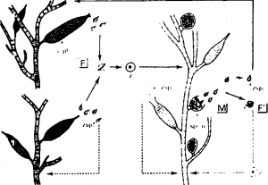 Sexual reproduction of Ectocarpus