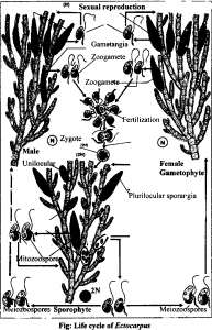 life cycle of Ectocarpus