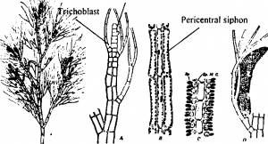 Polysiphonia: A- surface view of apex branch, B-vertical section of mature plant, C- section offintle trichoblast