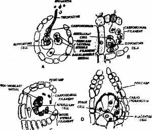 Stages showing development of cystocarp Carpospore formation and germination