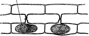Different stage of scalariform conjugation