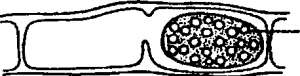 Germination of Zygospore