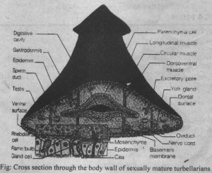 Turbellarian body wall
