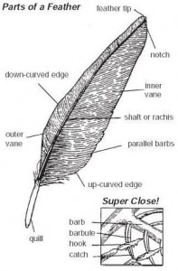 300px-Feather_image