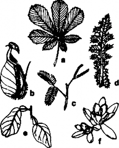 Different type leaf inticlificalions