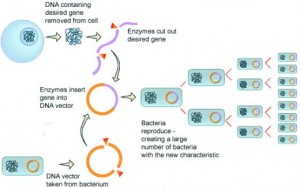 Genetic Engineering