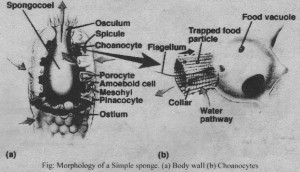 Phylum Porifera