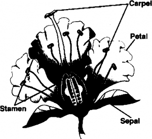 Parts of Flower