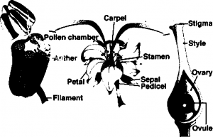 floral parts