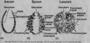 Sponge Body Forms