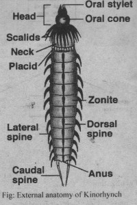 External structure of Phylum Kinorhyncha