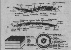 Phylum Nematoda