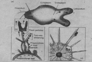 Different pseudopodia: (a) Lobopodia (b) Filopodia (c) Reticulopodia (d) Axopodia