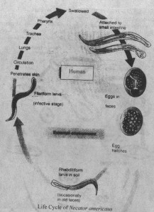 life cycle of americanus