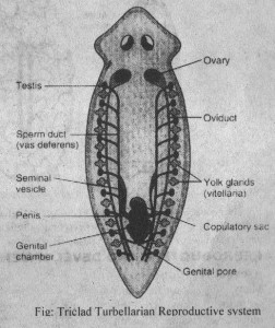 Turbellarian Reproductive system
