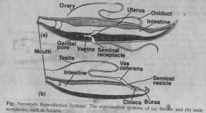Nematode Reproductive System