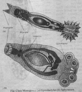 Class Monogenea
